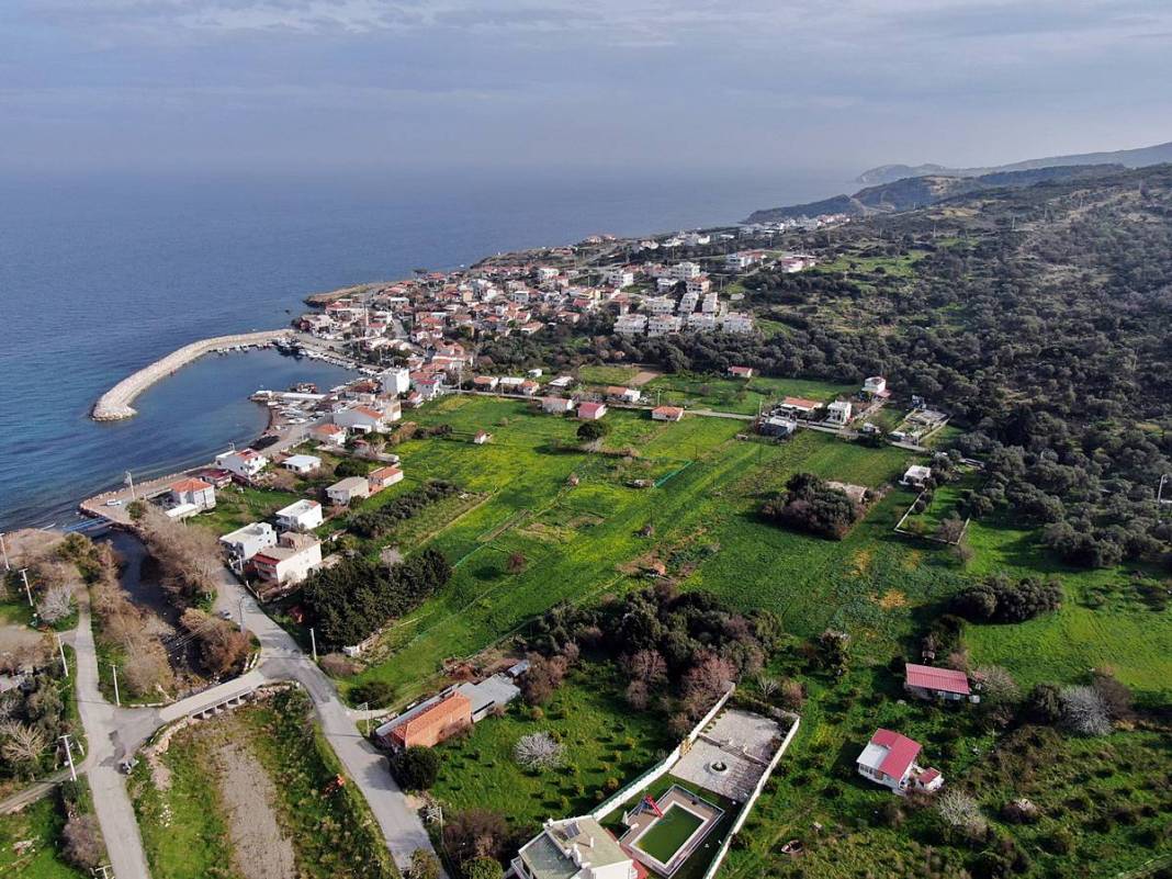 Bir demeti tarlada 100-120 TL, tezgahta 150-200 TL! O kentte hasat başladı 13